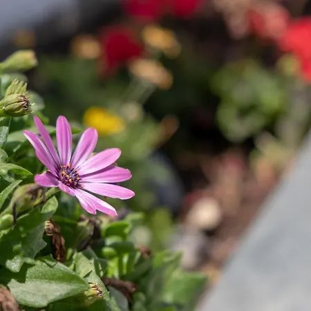 Βίλα Labyrinth Traditional